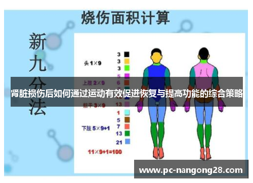 肾脏损伤后如何通过运动有效促进恢复与提高功能的综合策略